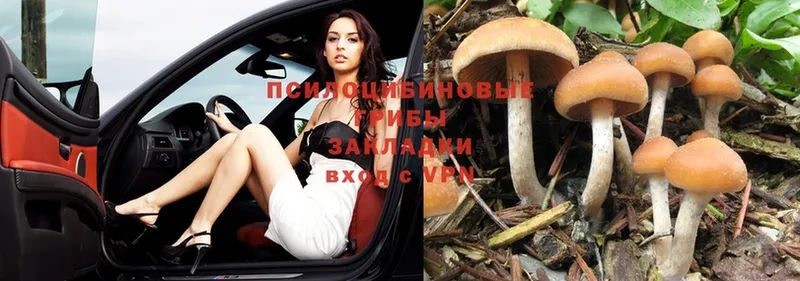 Псилоцибиновые грибы Psilocybe  Верхоянск 